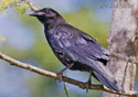 Corvus corax